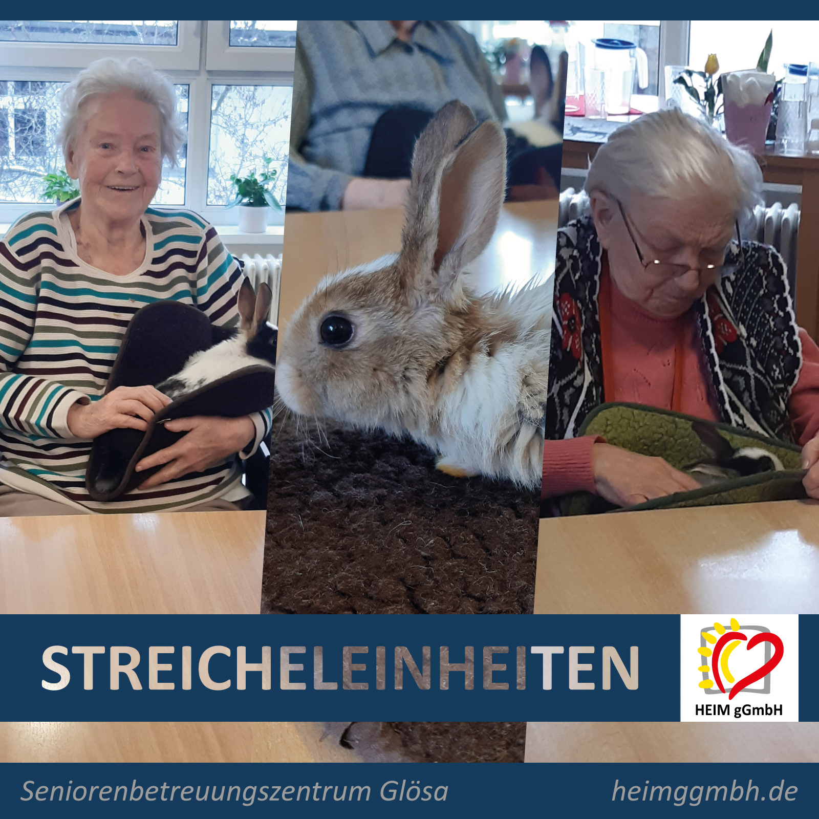 Hasenbesuch mit Streicheleinheiten im Seniorenbetreuungszentrum Glösa der HEIM gemeinnützigen GmbH in Chemnitz