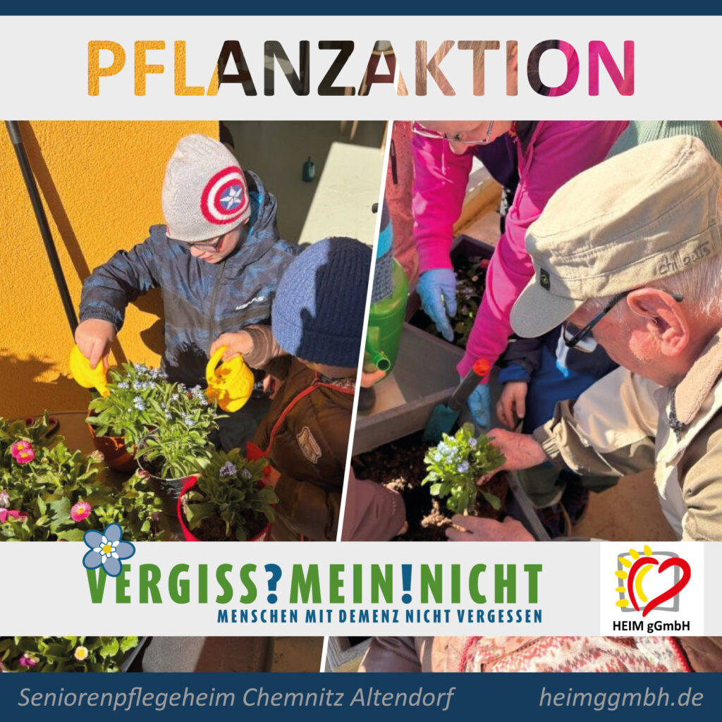 Planzaktion Vergissmeinnicht im Seniorenpflegeheim Chemnitz Altendorf der HEIM gemeinnützigen GmbH in Chemnitz